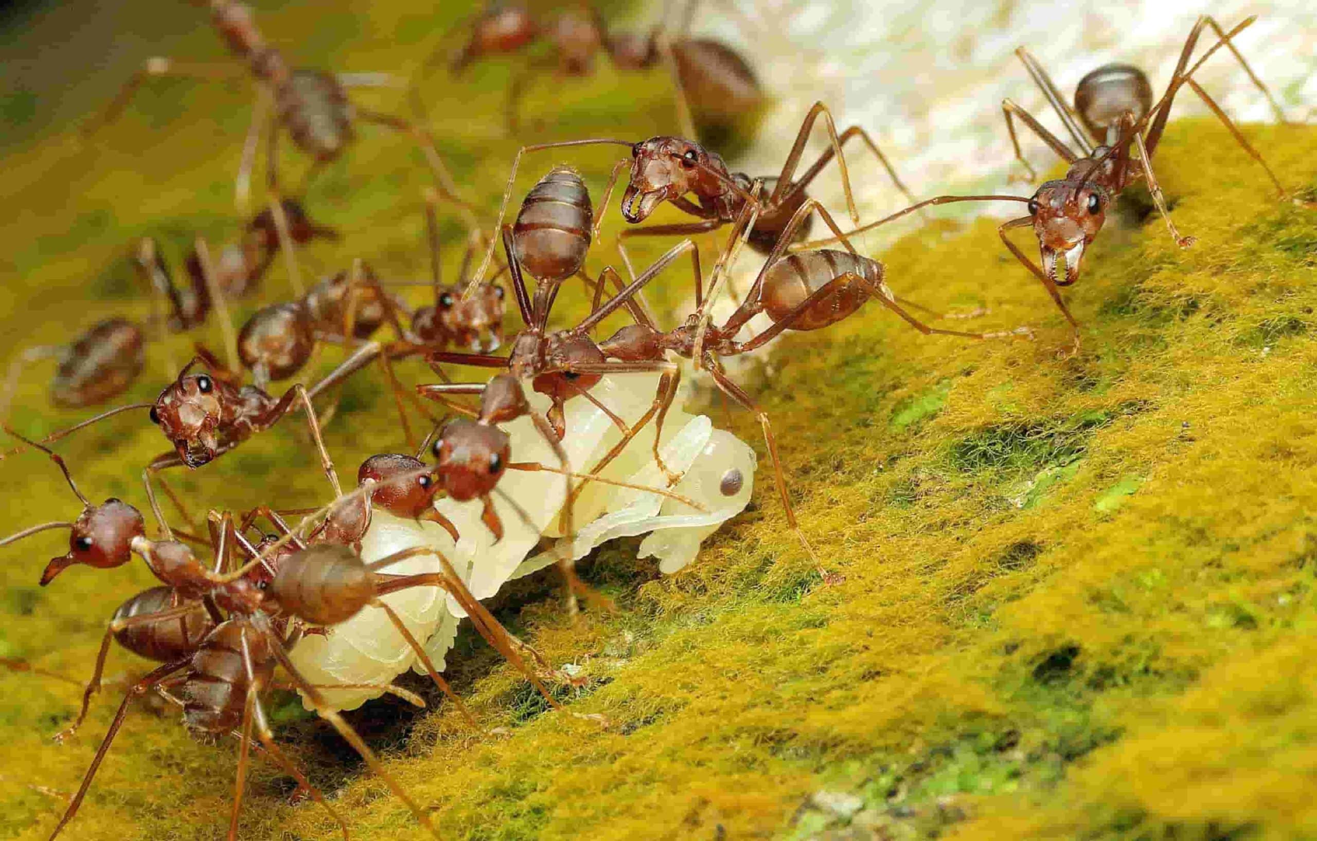 Pharaoh ants crawling on kitchen surface showing colony presence in Toronto