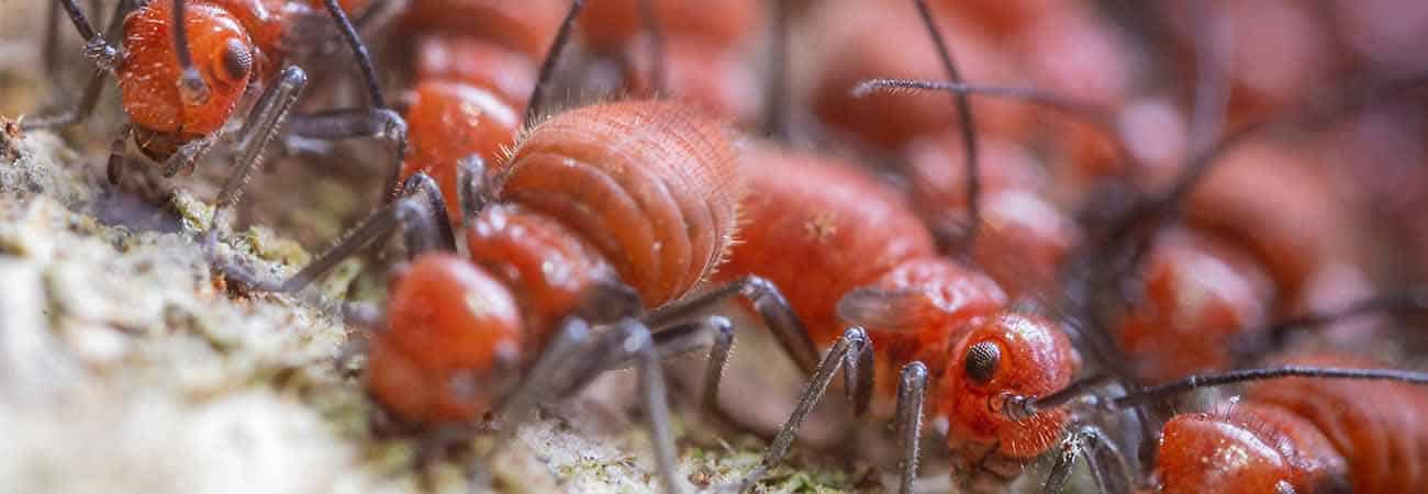 Termites on wooden surface with essential oils used for repelling in Guelph 2026