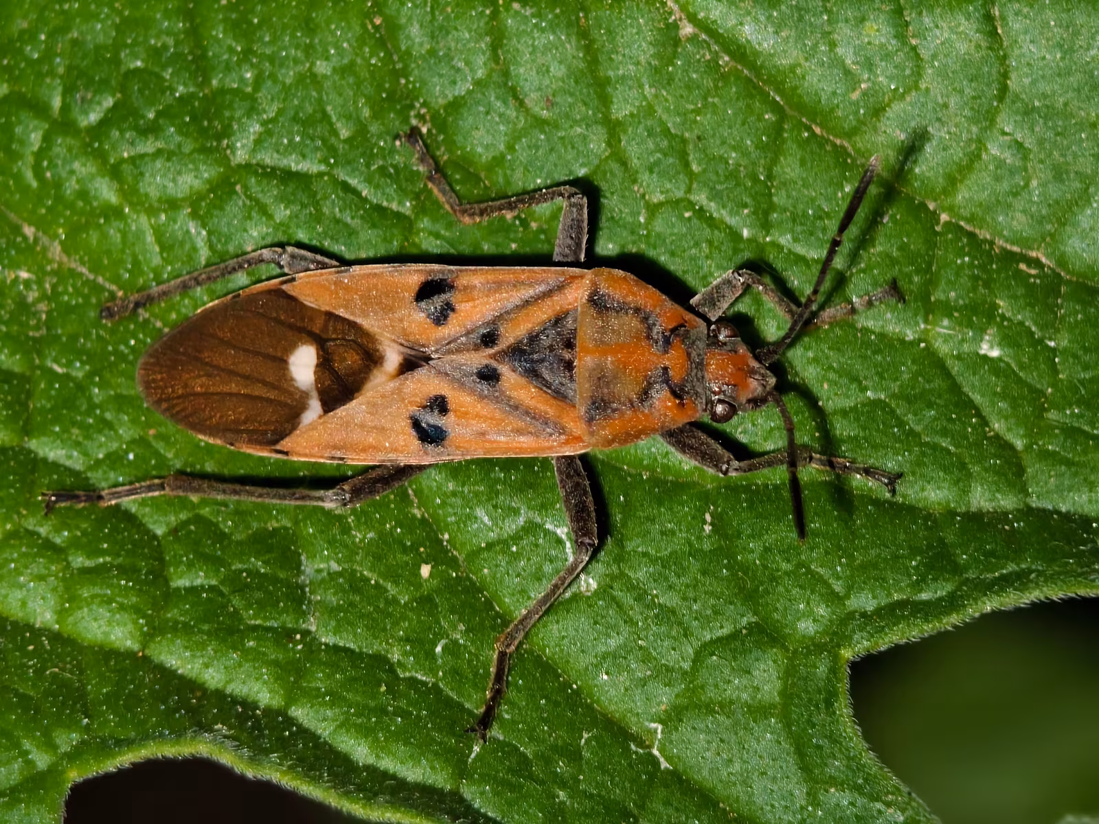 Close-up of an adult boxelder bug, black with three orange-red stripes behind the head, resting on a leaf