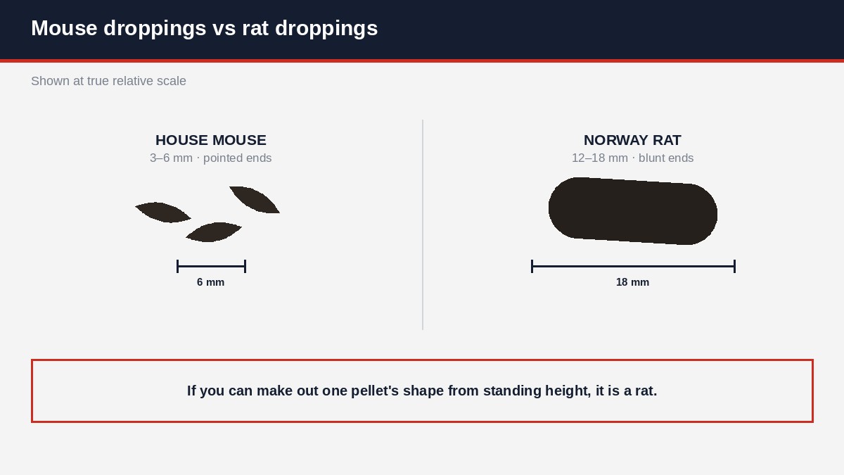 Mouse droppings and rat droppings side by side showing the size difference, with scale bars at 6 mm and 18 mm
