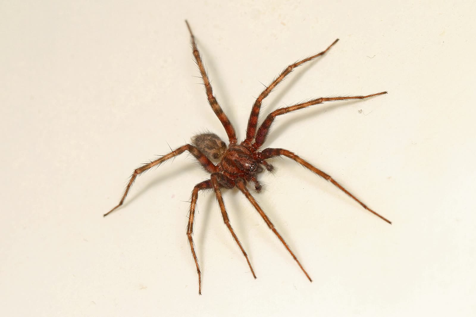 Barn funnel weaver, a brown spider with striped legs and two dark stripes on its back, resting on a pale wall