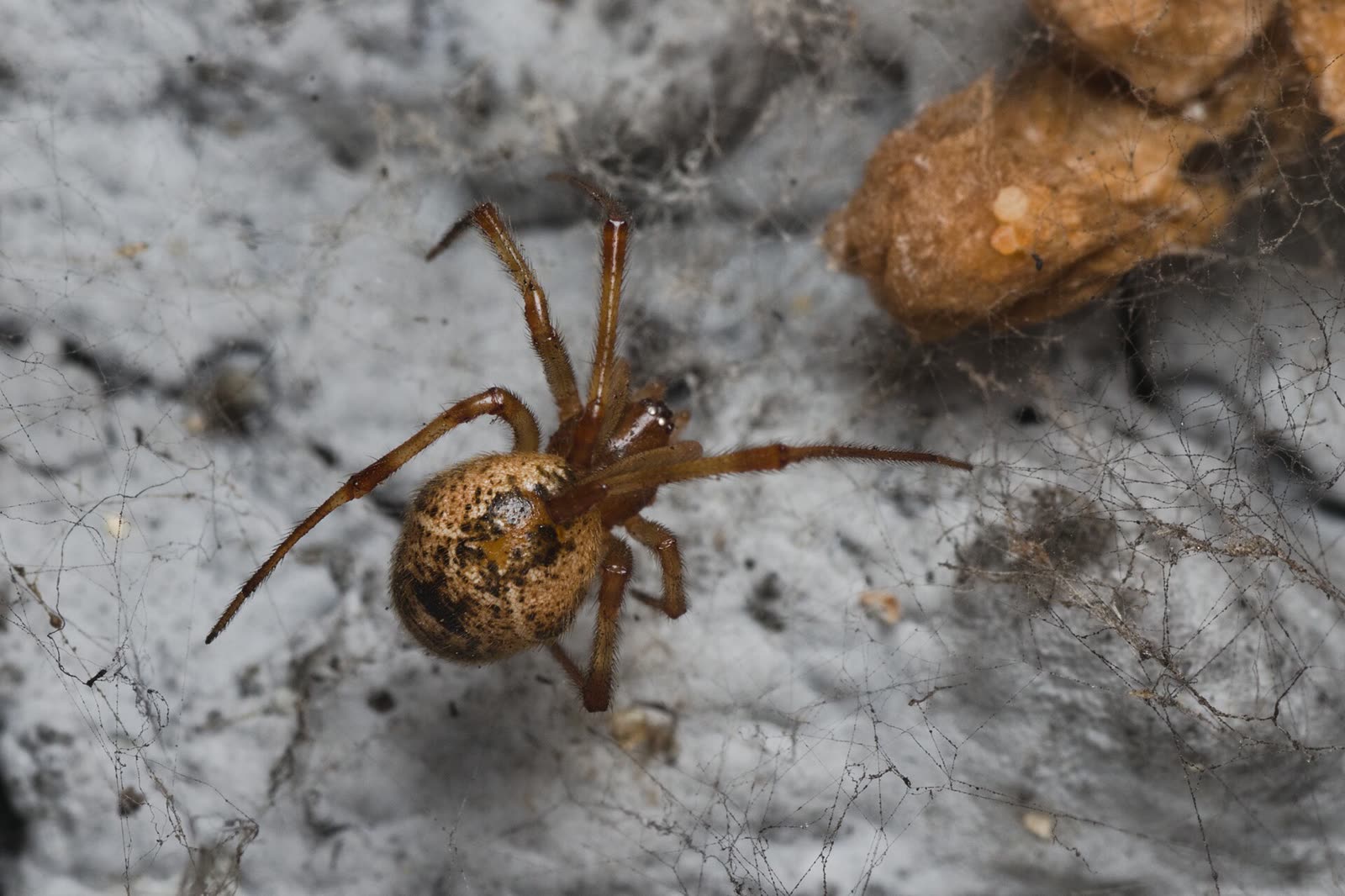 Common house spider, a small tan-brown spider with a round mottled abdomen, hanging in a tangled cobweb beside its egg sacs on a wall