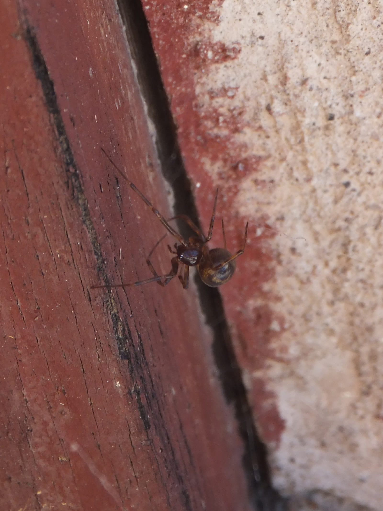 Triangulate cobweb spider, a small dark spider with a glossy rounded abdomen, in the gap between a painted board and a wall