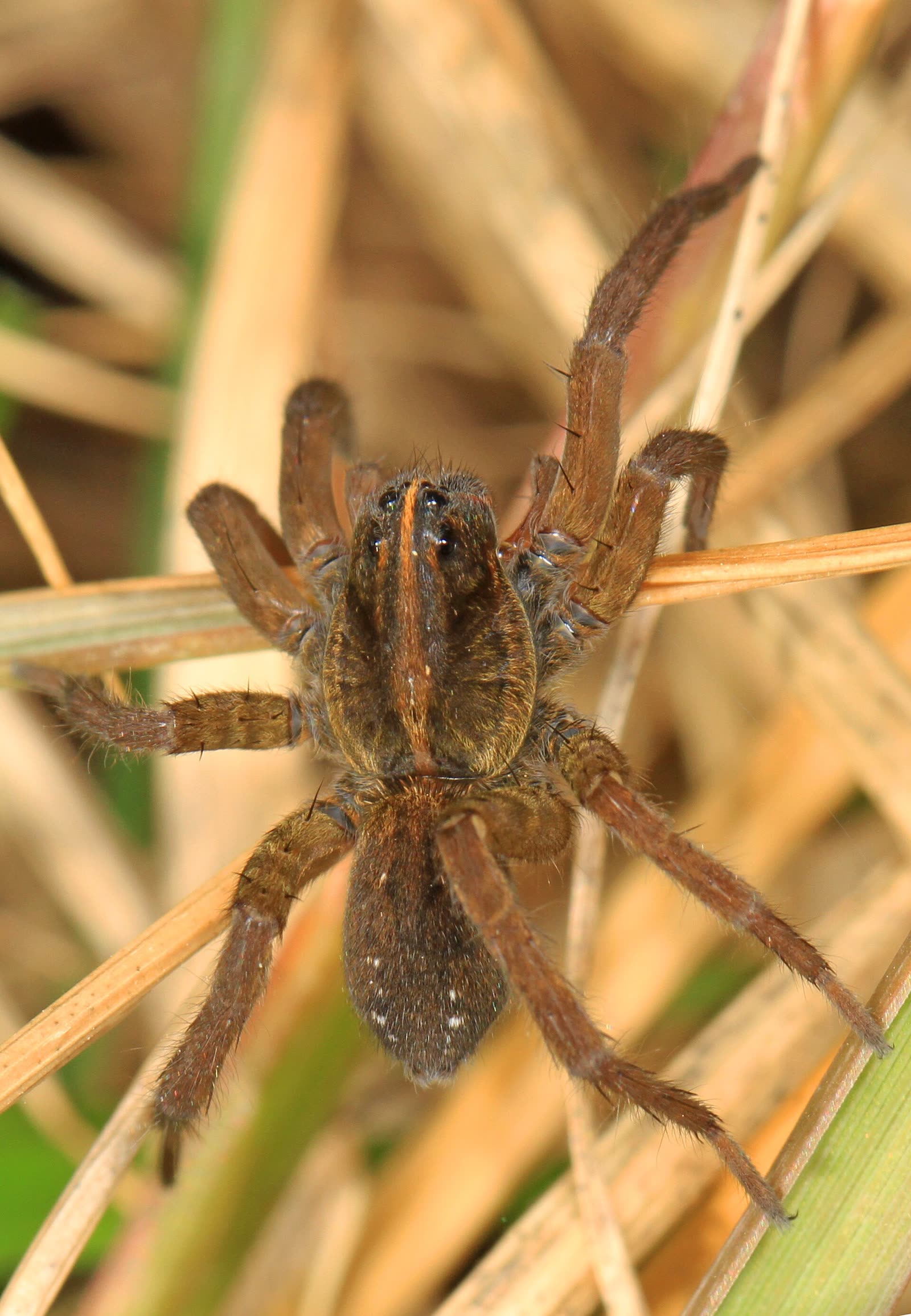 Wolf spider, a large hairy brown ground spider with a pale stripe down its head, among dry grass
