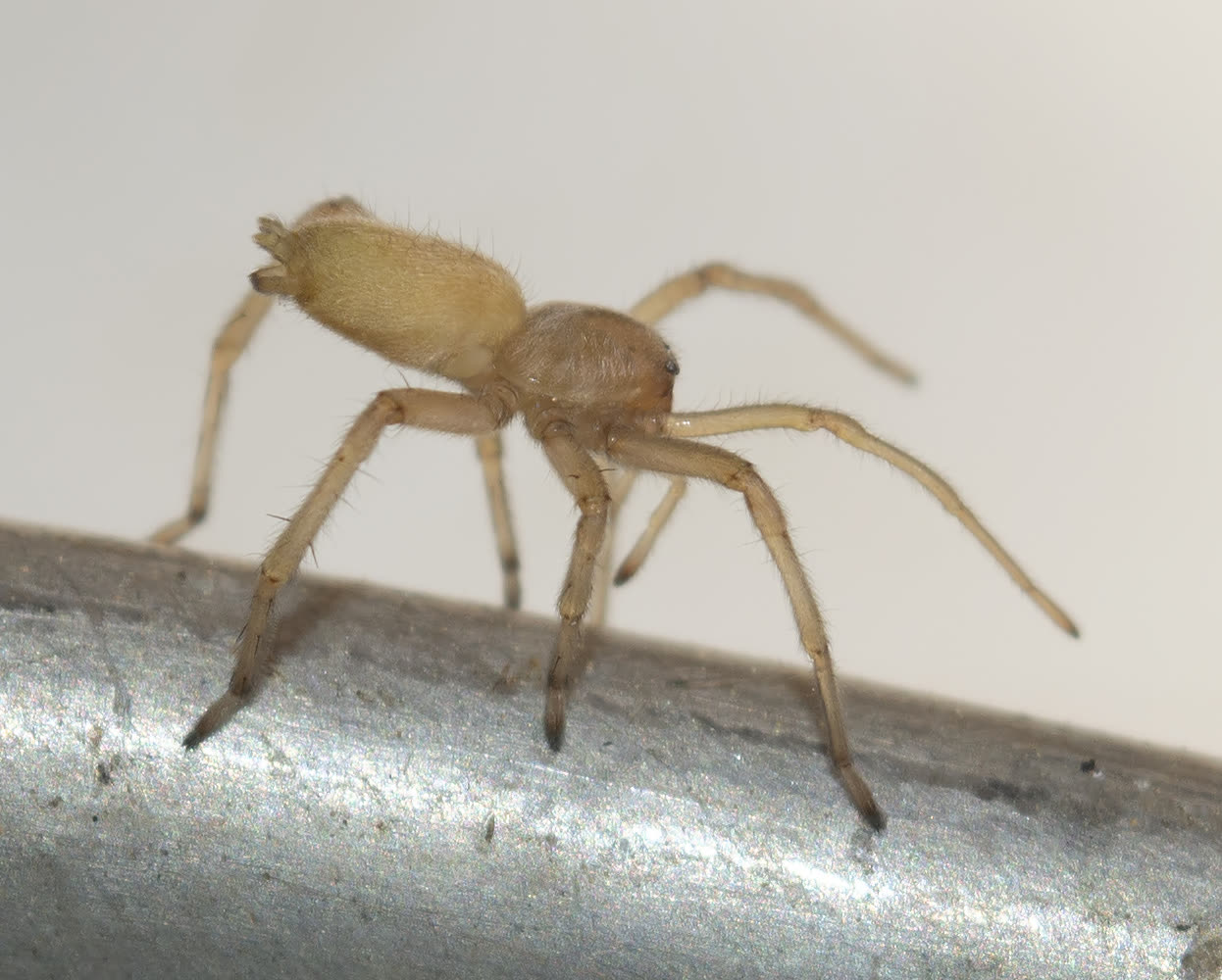 Yellow sac spider, a small pale yellow spider with dark fang tips, standing on a metal rail