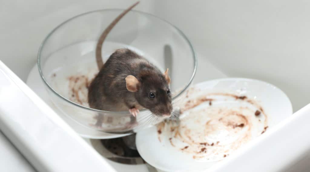 Why Rodents Thrive in Toronto’s Subway and Transit Systems