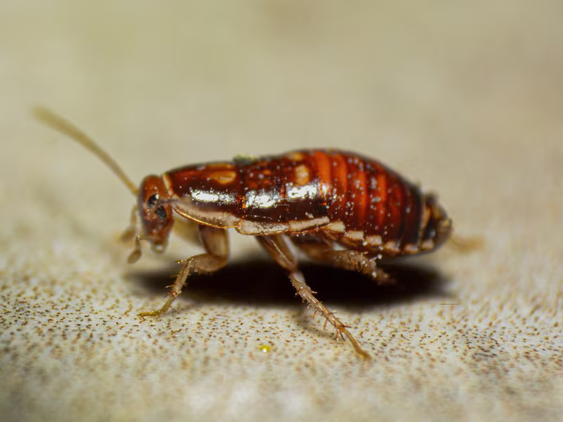 Bed bug identification — flat reddish-brown insect about the size of an apple seed