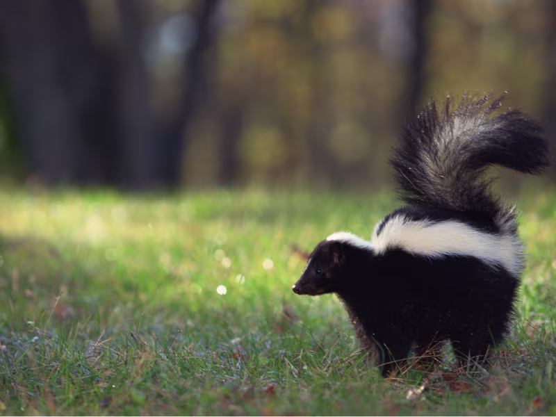 Wildlife identification — raccoon near residential home