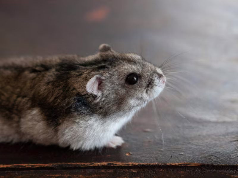 House mouse identification — small grey rodent with large ears and pointed snout
