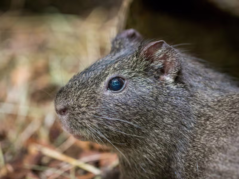 Rat identification — large brown rodent with scaly tail