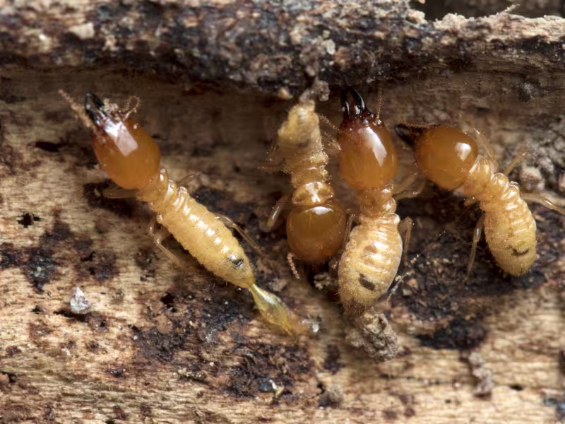 Termite identification — pale soft-bodied insects with straight antennae and mud tubes