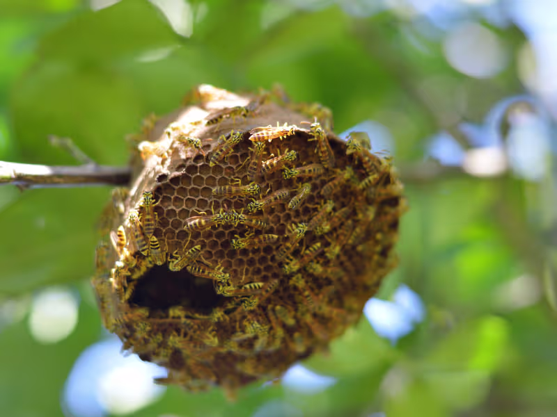Wasp and hornet identification — yellow-banded stinging insects near a paper nest