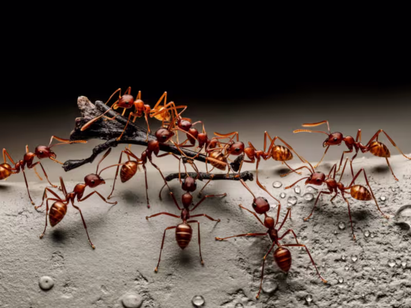 Ant identification — worker ants in a foraging trail
