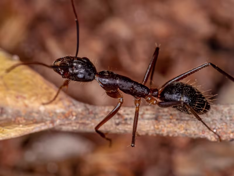 Carpenter ant identification — large black ant emerging from wood damage