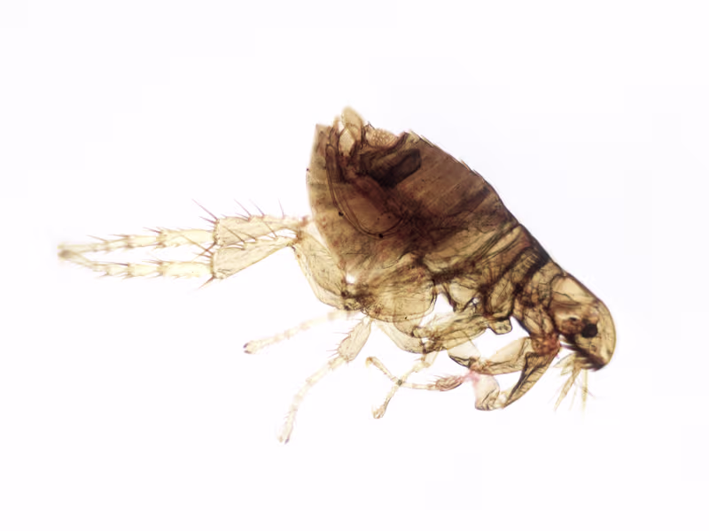 Flea identification — tiny wingless jumping insect on pet fur