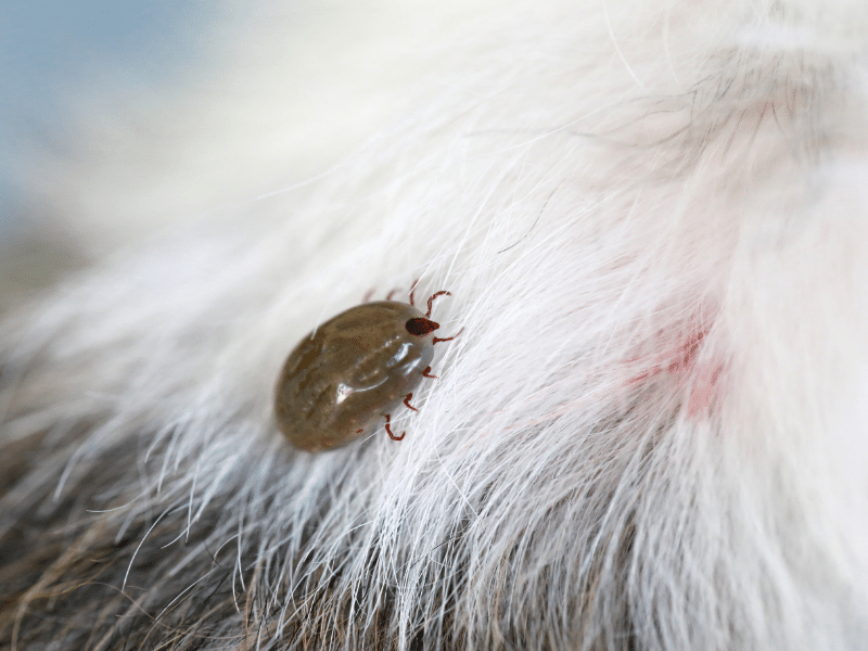 Flea Control Toronto | Licensed Exterminators – Pesticon