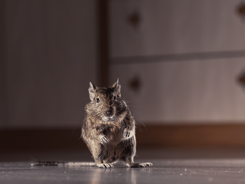 Rodent control food industry Toronto showing a rodent inside a food-related environment requiring professional Pesticon pest control