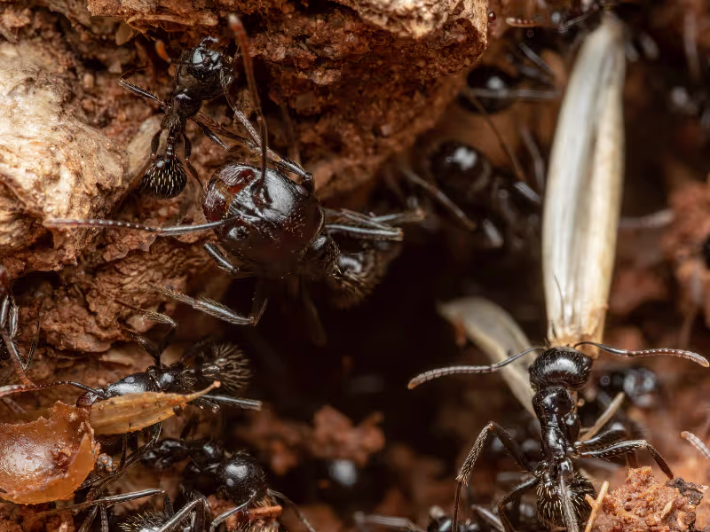 Ant infestation in grocery store requiring colony elimination and perimeter treatments