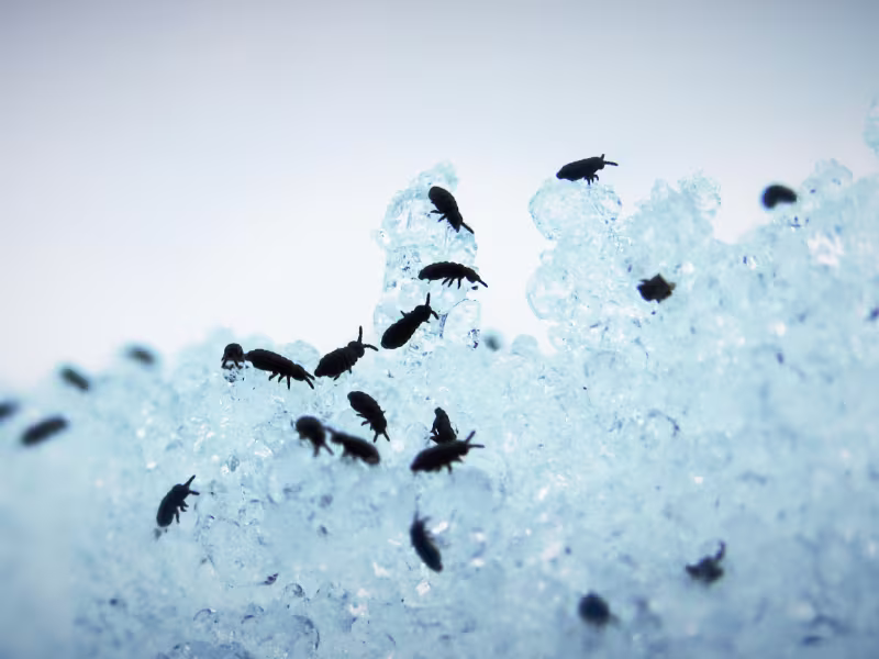 Flea infestation in grocery store requiring traps treatments and preventive strategies