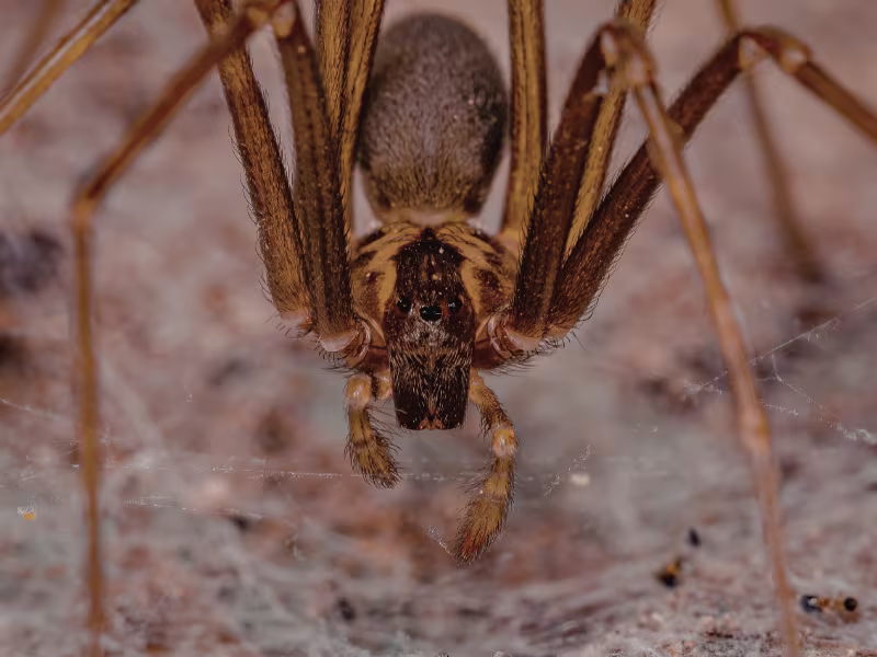 Spider infestation in grocery store requiring web removal insect control and barrier sprays