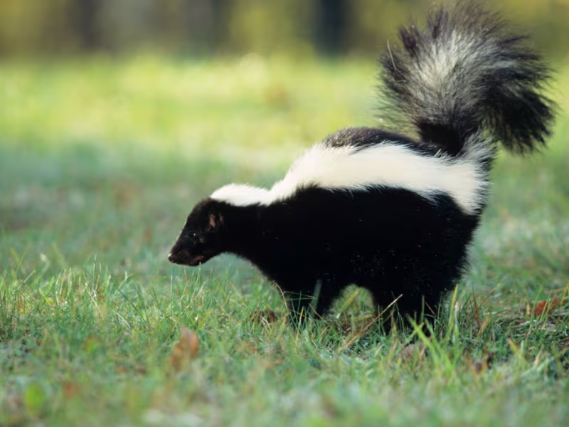 Wildlife intrusion in grocery store requiring humane removal and exclusion