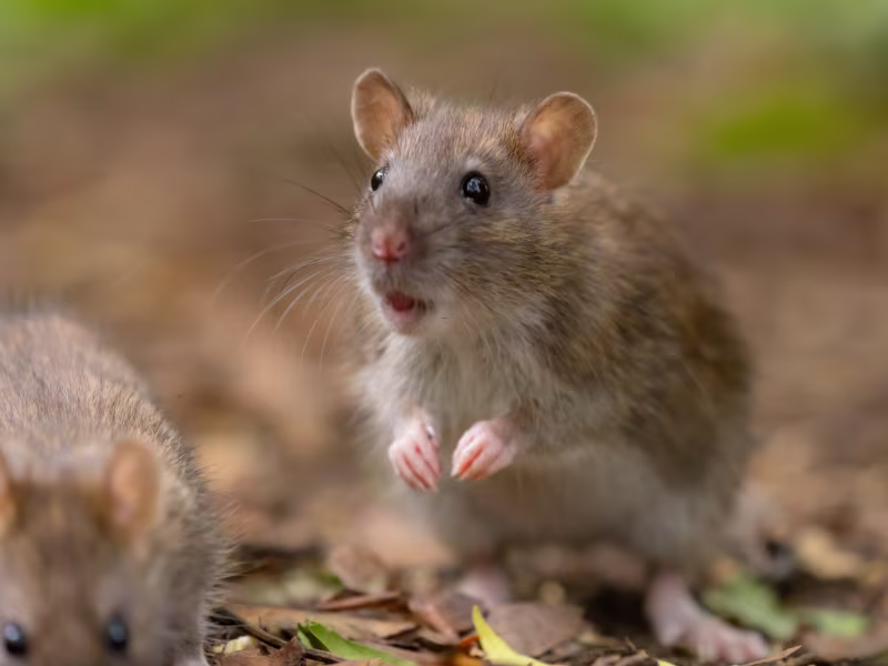 Rodent infestation in grocery store requiring trapping baiting exclusion and prevention