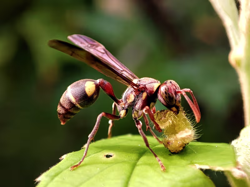 Paper wasp feeding on insect near residential property in Toronto