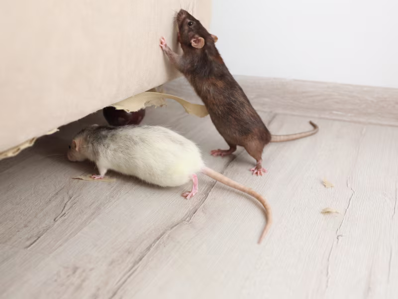 Mice hiding under hotel furniture indicating a rodent infestation in hospitality environments