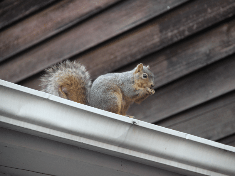 Red squirrel entering a Toronto home requiring exclusion and professional removal