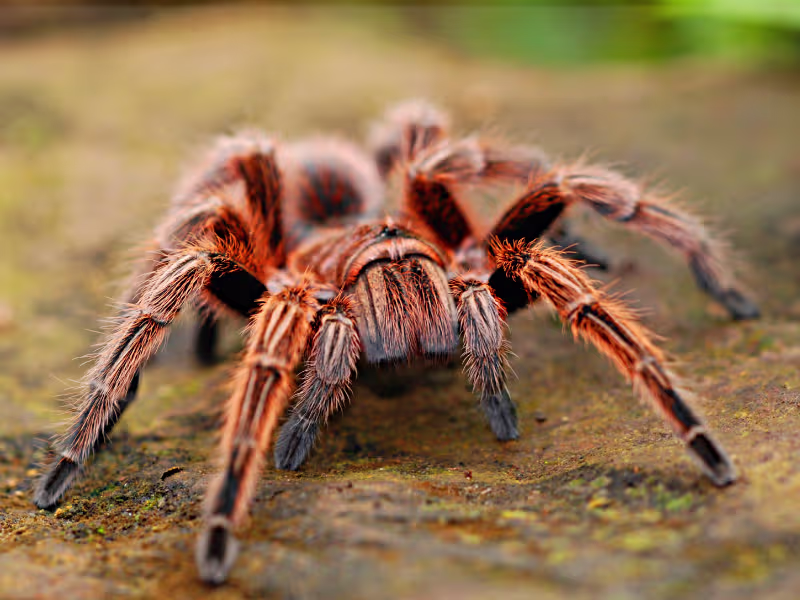 Spider webs in an industrial factory requiring web removal, insect control, and barrier sprays