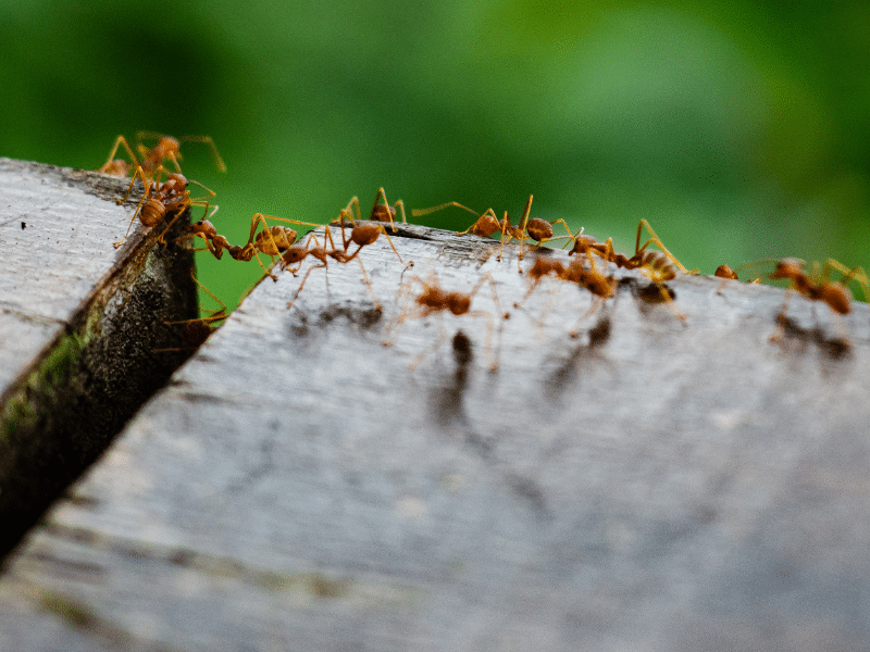Carpenter ants crawling along a wooden surface forming an active trail outdoors