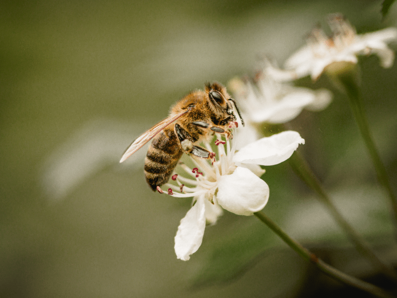 Bumblebee feeding on a flowering plant near a residential garden