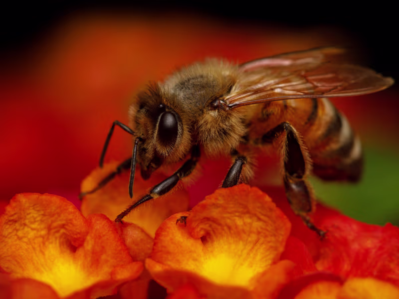 Bee Removal Kitchener