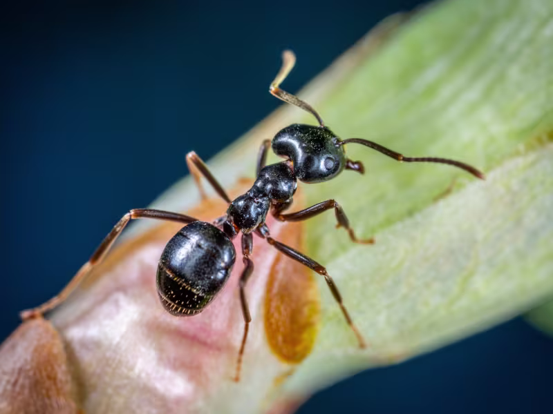 Carpenter Ants Control Kitchener