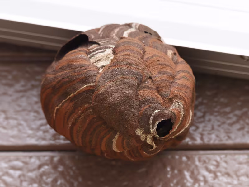 Hornet Nest Removal Kitchener
