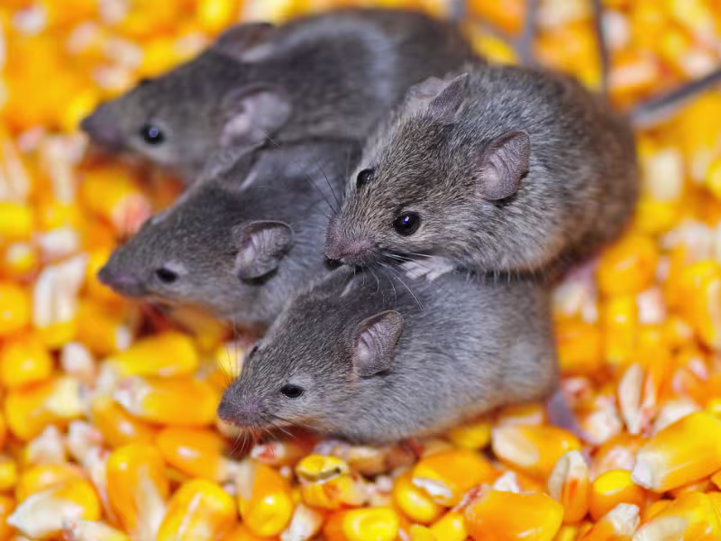 Mice Control Kitchener