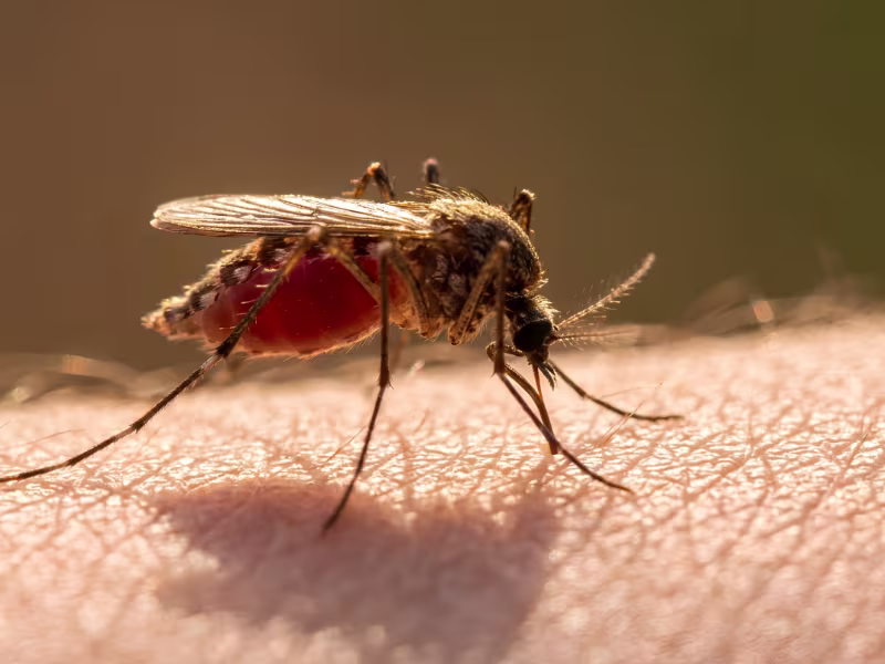 Mosquito Control Kitchener