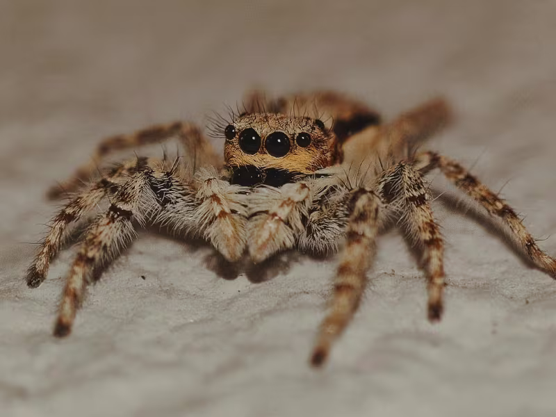 Spider Control Kitchener
