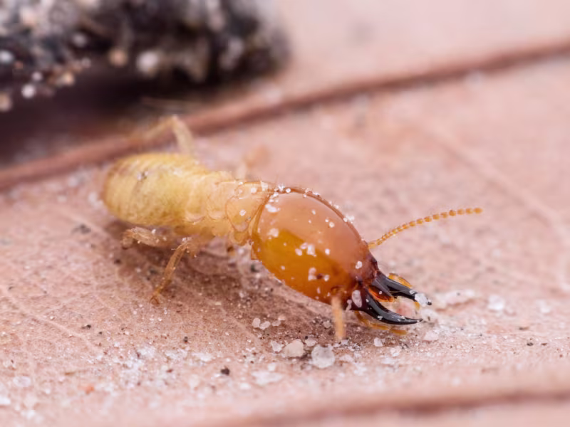 Termite Control Kitchener