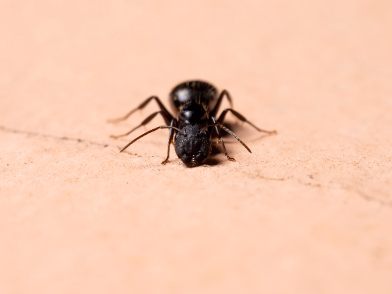 Carpenter Ants Control