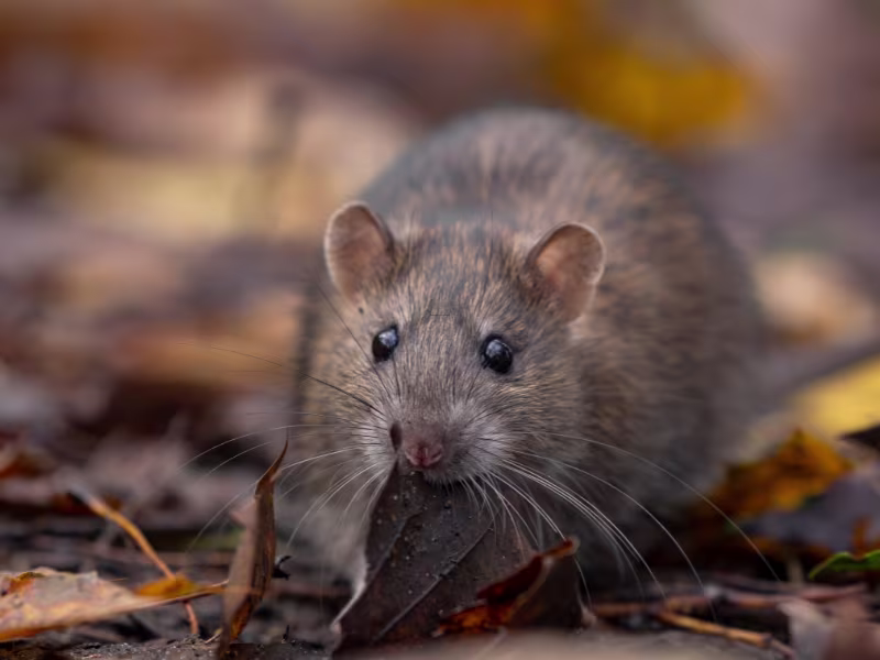 Rodent pest control near me showing rat outdoors near property