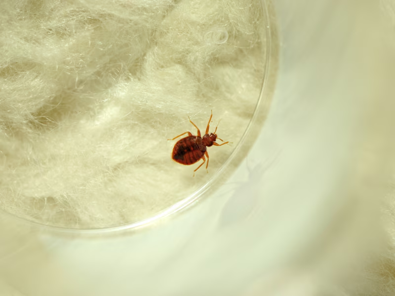 Bed bug infestation in manufacturing facility requiring heat treatment and chemical eradication