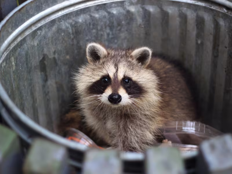 Wildlife intrusion in manufacturing facility requiring humane removal and exclusion