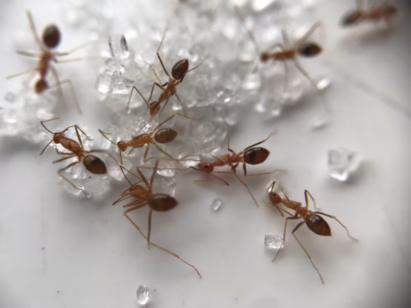 Carpenter ant colony in manufacturing facility requiring elimination and perimeter barriers