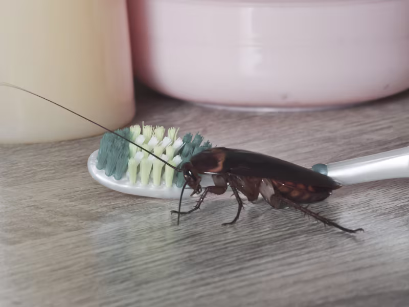 Cockroach infestation in industrial manufacturing facility requiring gel baiting and residual sprays