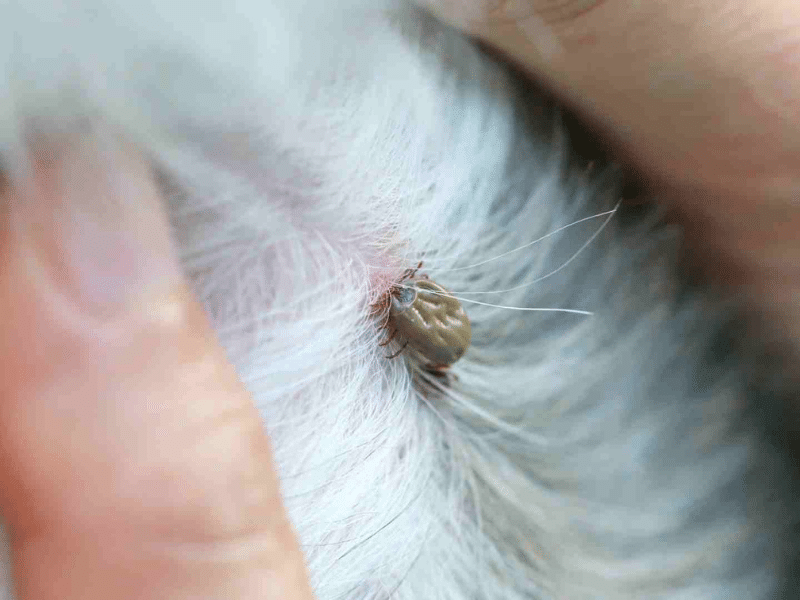 Flea infestation on pet fur showing need for professional flea control services by Pesticon