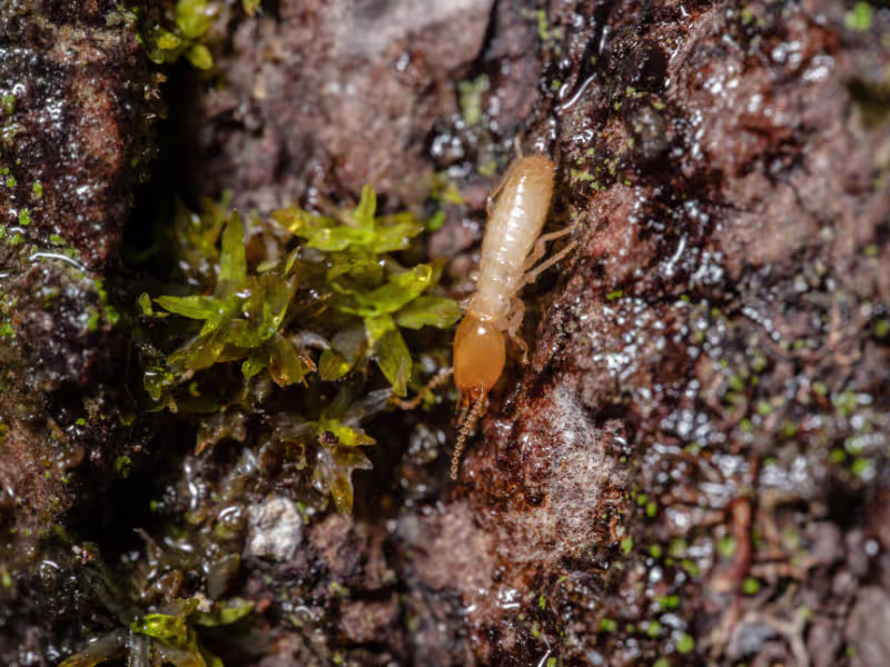 Termite damage requiring subterranean, drywood, dampwood treatment and baiting