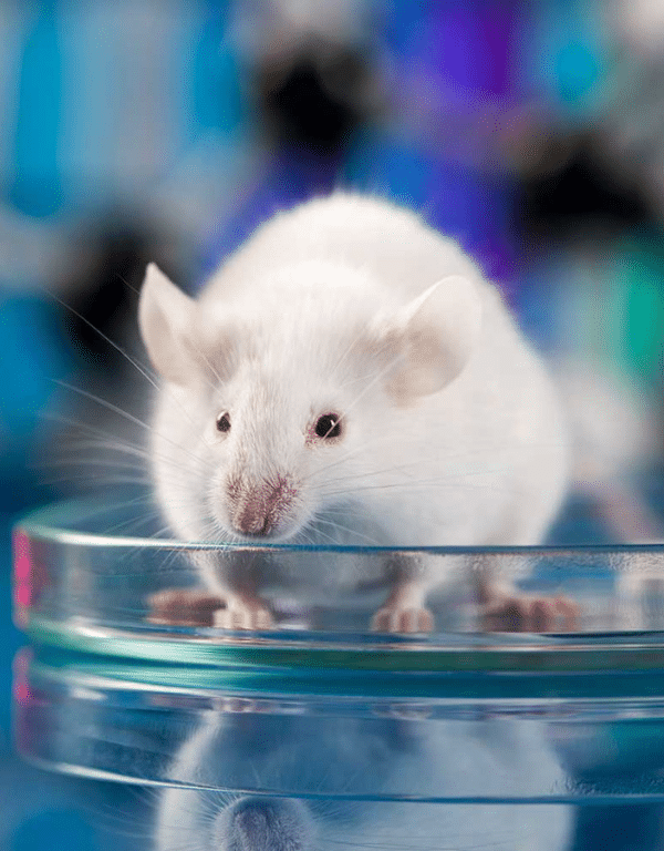Commercial rat control service for restaurants, warehouses, and food businesses in Toronto