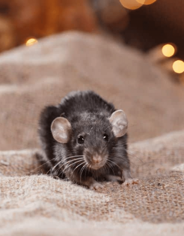 Norway rat found in a Toronto basement or crawl space requiring professional extermination