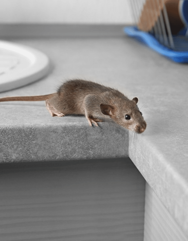 Roof rat found in a Toronto attic or upper floor requiring licensed rat control